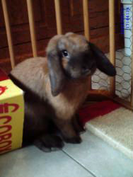 Noisette, n�e le 3 mars 2010, lapin b�lier nain de Thuringue
