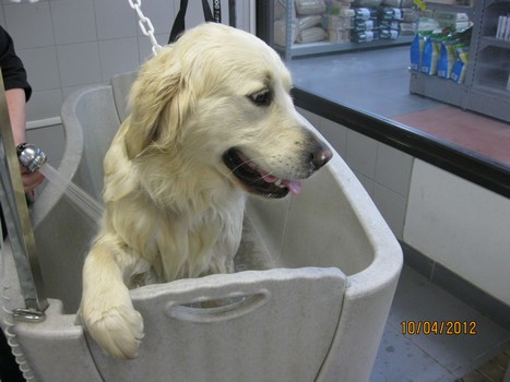 Toilettage Faro